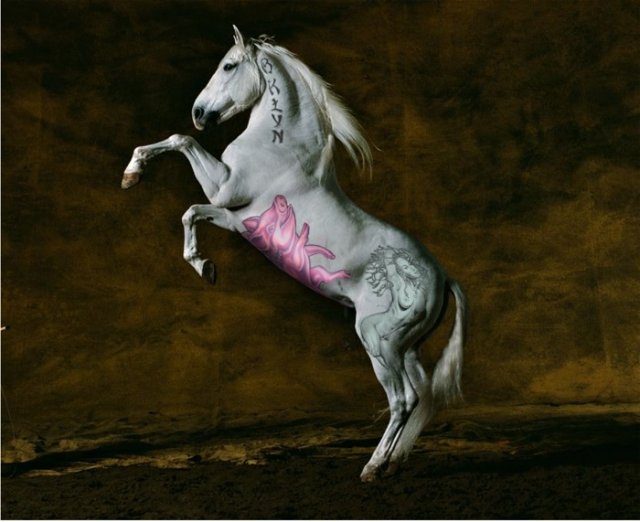 comenius_horse3.jpg