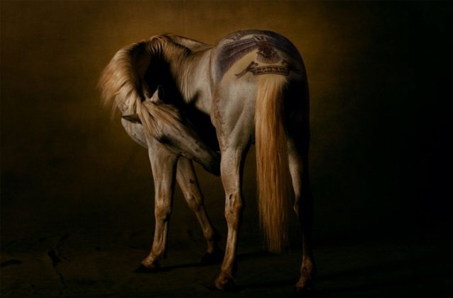 comenius_horse4.jpg
