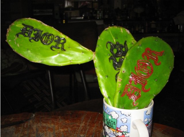 comenius_plant_3.jpg